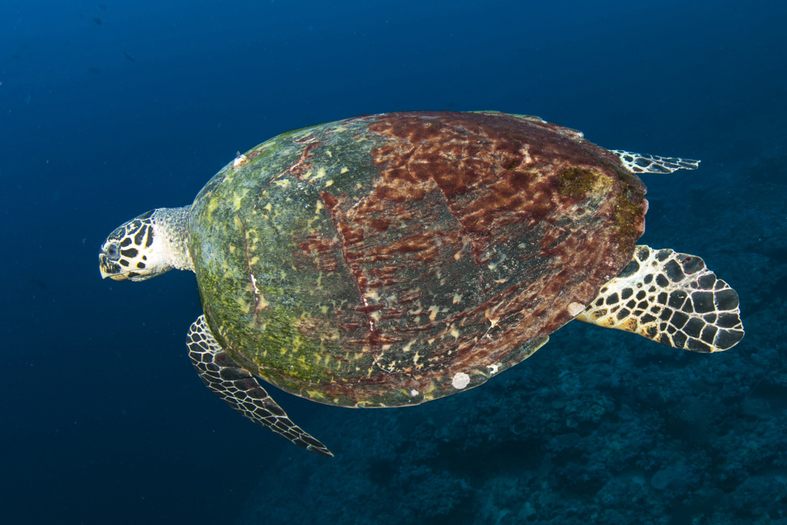 marsa shagra turtle2